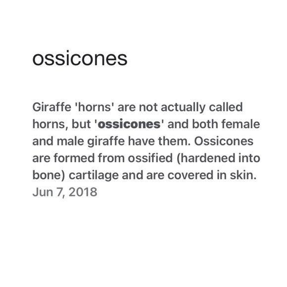 Giraffe Ceramic Mug - Picture 8 of 9